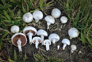 Agaricus fungi