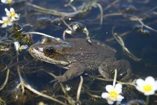 Columbia spotted frog