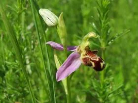 Example of deceptive pollination